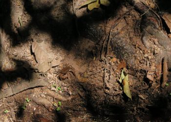 O caranguejo guajá do Araripe foi reintroduzido em seu habitat natural (Foto: Antonio Rodrigues/SVM)