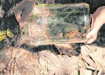 Procriação em cativeiro pode salvar espécie de caranguejo ameaçada de extinção