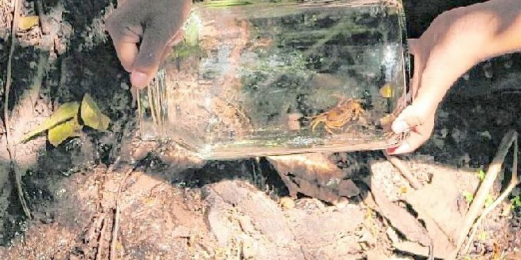 Procriação em cativeiro pode salvar espécie de caranguejo ameaçada de extinção