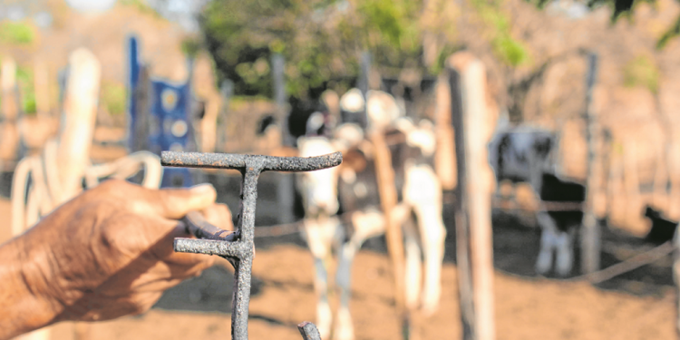 Marcação de gado com ferro em brasa gera divergências