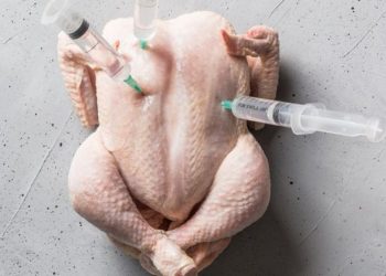 Por que o uso de antibióticos na agropecuária preocupa médicos e cientistas