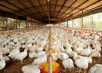 Com a maior procura por alternativas à carne bovina, preços de aves e ovos também devem ser reajustados nas próximas semanas A China mais que dobrou o volume de importações da carne brasileira