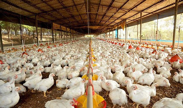 Com alta da carne, preços de aves e ovos devem aumentar no Ceará