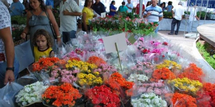 XI Festival das Flores de Holambra, será aberto nesta quinta-feira (28), em Juazeiro do Norte