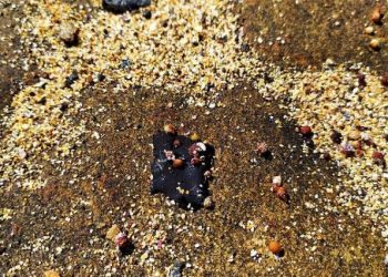 Fragmentos de óleo recolhidos no norte da ilha de Santa Bárbara, em Abrolhos (Foto: Divulgação)