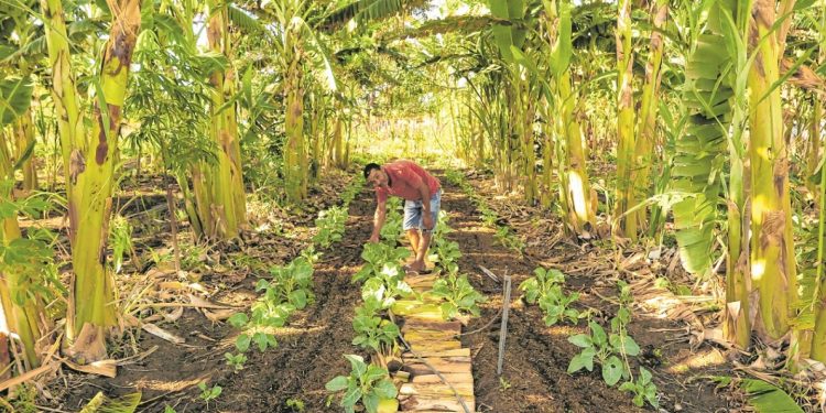Sistema agroflorestal é referência produtiva em Juazeiro do Norte
