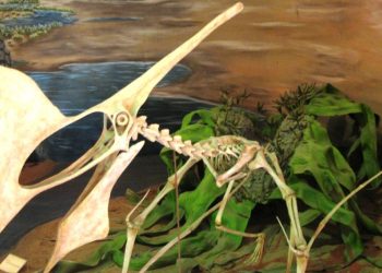 O fóssil encontrado pertence a um pterossauro voador de tamanho médio, com aproximadamente três metros de envergadura e uma crista alta na cabeça (Foto: Reprodução/ Museu Nacional do Rio de Janeiro)