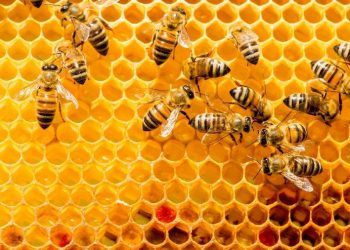 Própolis traz benefícios para tratamento de doença renal crônica