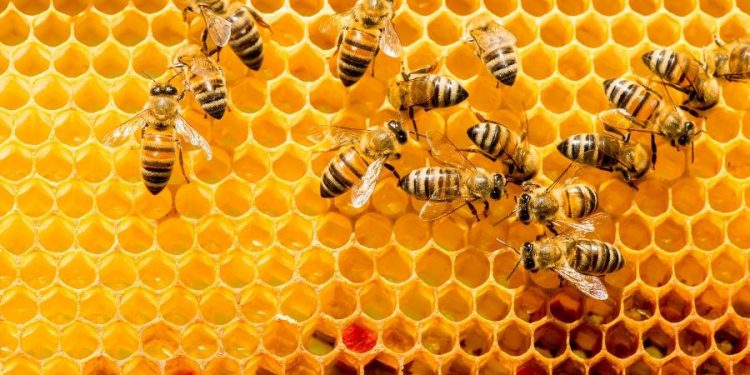 Própolis traz benefícios para tratamento de doença renal crônica