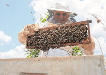 Apicultores que aplicaram técnicas adequadas de manejo têm conseguido uma boa produção de mel (Foto: Isanelle Nascimento)