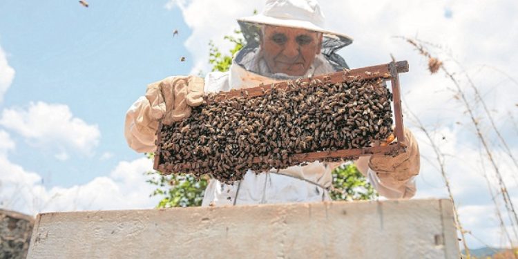 Manejo adequado pode reverter quadro de queda na produção do mel no Ceará