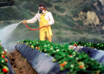 23% dos alimentos analisados pela Anvisa têm resíduos de agrotóxicos acima do limite permitido ou proibidos para cultura