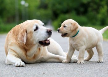 Pena para quem maltratar os animais será maior (Foto: Sergey Ryumin/Getty Images)