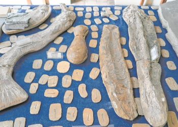 Fósseis expostos do lado de fora do Escritório Regional, fechado em 2018 (Foto: Antonio Rodrigues)