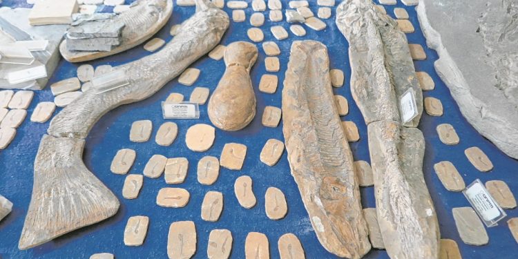 Fechamento de escritório no Crato força doação de 50 mil fósseis