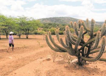 Com exceção desta quadra chuvosa, os anos anteriores foram de pouca pluviometria. Com a ausência de água, o cenário do Sertão se modificou (Foto: Honório Barbosa)