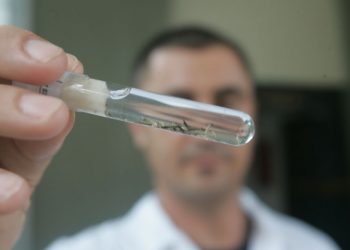 Ceará é um dos 11 estados que poderão ter surto de dengue em 2020