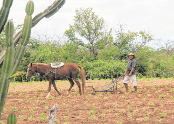 Cada agricultor paga R$ 60 por hora trabalhada, o equivalente a 50% do serviço de trator particular. Agricultores familiares de Iguatu iniciam trabalho nos roçados (Foto: Honório Barbosa)