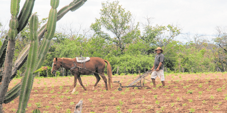 Anos seguidos de seca reduzem áreas de plantação de sequeiro no CE