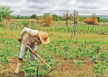 Com as primeiras chuvas do ano, muitos agricultores já iniciaram o plantio em suas terras (Foto: Antonio Rodrigues)