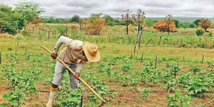 Primeiras chuvas de 2020 animam agricultores no Ceará