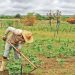 Primeiras chuvas de 2020 animam agricultores no Ceará