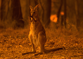 Incêndios na Austrália matam meio bilhão de animais; temperaturas sobem