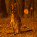 Incêndios na Austrália matam meio bilhão de animais; temperaturas sobem