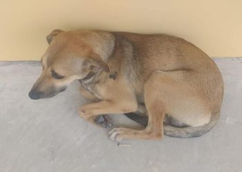 Cão teria acompanhado dono até o Pronto Socorro (Foto: Reprodução/ Facebook)