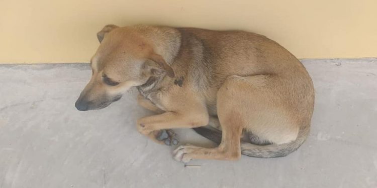 Cão corre atrás de ambulância e fica 3 dias esperando dono que morreu