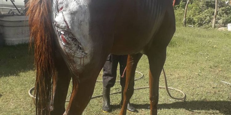 Associação resgata cavalo suspeita de maus-tratos, em Crato