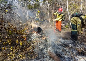 Área atingida por incêndio na Floresta Nacional do Araripe pode levar até 30 anos para ser recuperada