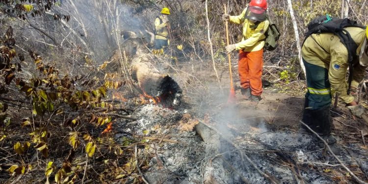Área atingida por incêndio na Floresta Nacional do Araripe pode levar até 30 anos para ser recuperada