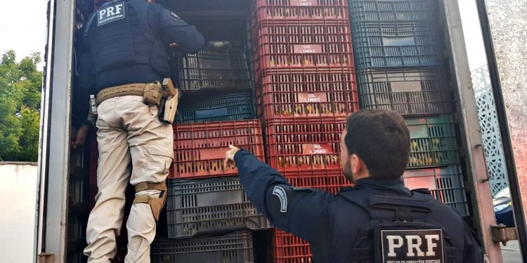 Polícia apreende carga de cigarros contrabandeados avaliada em R$ 450 mil; dois homens são detidos