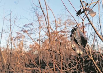 O incêndio na Floresta Nacional do Araripe consumiu o equivalente a mais de dois mil campos de futebol (Foto: Antonio Rodrigues)