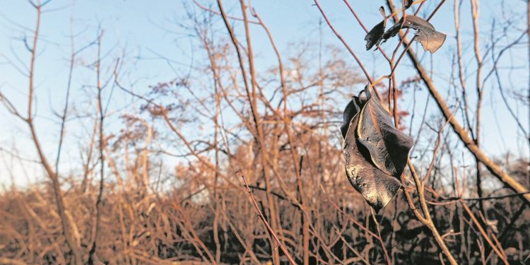 Extrativistas sofrem forte impacto com incêndio da Flona Araripe