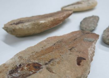 (Foto: Elizangela Santos)