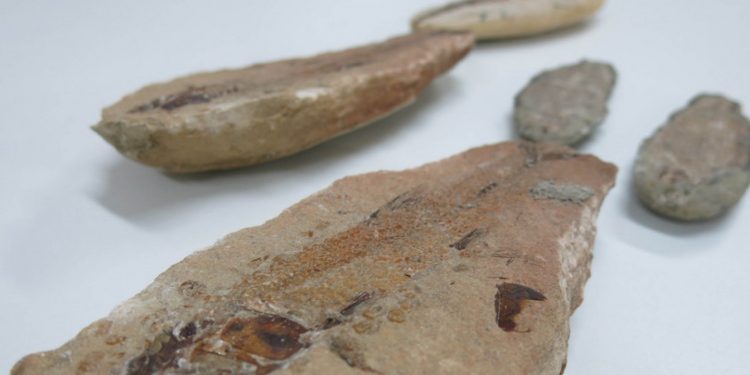 Registro biométrico de fósseis auxilia na preservação das peças