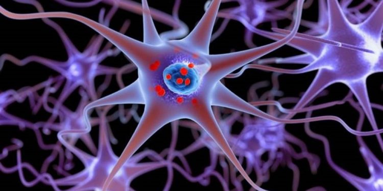 Mal de Parkinson pode ‘começar’ antes do nascimento, diz estudo