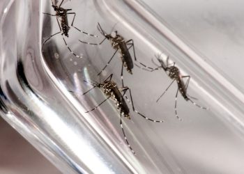 Ceará tem redução de 64% dos casos confirmados de dengue