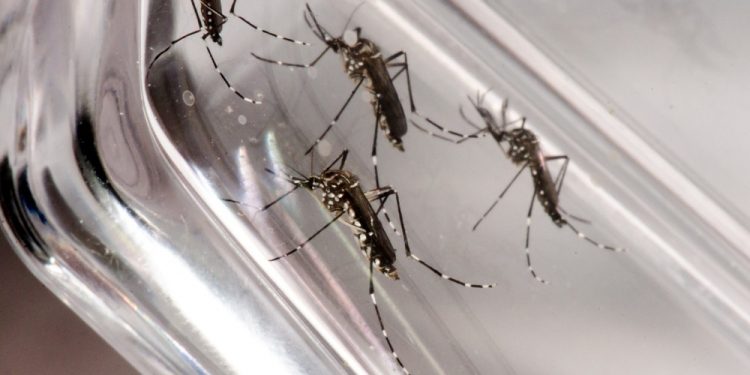 Ceará tem redução de 64% dos casos confirmados de dengue