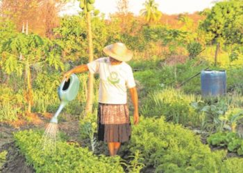 Nas áreas de cultivo agroecológico, produtores seguem o manejo natural (Foto: Honório Barbosa)