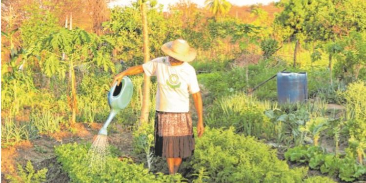 Produção agroecológica não acompanha a demanda de consumo