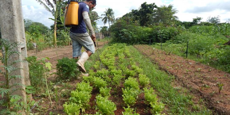 Produtores no Cariri combatem lagarta do milho com uso de bioinseticida Bt