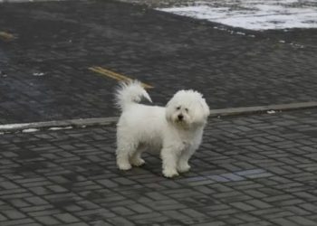 Animais são abandonados na China por donos com medo do coronavírus