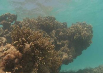 Área de Proteção Ambiental da Costa dos Corais (Foto: ICMBio/Divulgação)