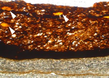 O material pertence à espécie Welwitschiophyllum