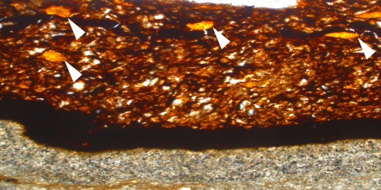 Primeiro fóssil de borracha vegetal do mundo é encontrado no Cariri