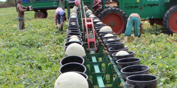 Ceará deve expandir em 50% a área plantada de melão para atender novos mercados