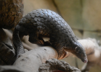 Pangolim é identificado como principal transmissor do coronavírus